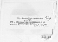 Gloeosporium stenosporum image
